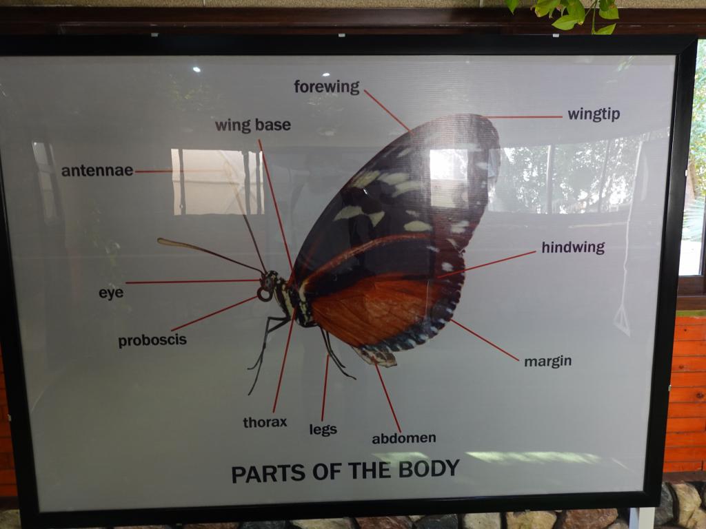 125 - 20211114 Dubai Butterfly Garden