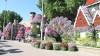115 - 20211114 Dubai Miracle Garden