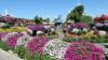 128 - 20211114 Dubai Miracle Garden