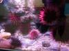 104 - 20220612 Cabrillo Marine Aquarium