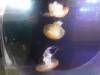 113 - 20220612 Cabrillo Marine Aquarium