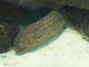 120 - 20220612 Cabrillo Marine Aquarium