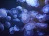 138 - 20220612 Cabrillo Marine Aquarium