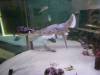 142 - 20220612 Cabrillo Marine Aquarium