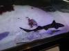 145 - 20220612 Cabrillo Marine Aquarium