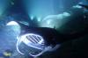 Album: Dive1-2N Kona Manta Ray Night Dive