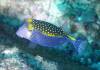 Album: Dive2-1 Kona Big Island Divers
