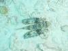 Album: Dive2-4 Kona Shore Divers