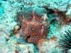 Album: Dive3-1 Kona Big Island Divers
