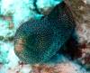 Album: Dive3-2 Kona Big Island Divers