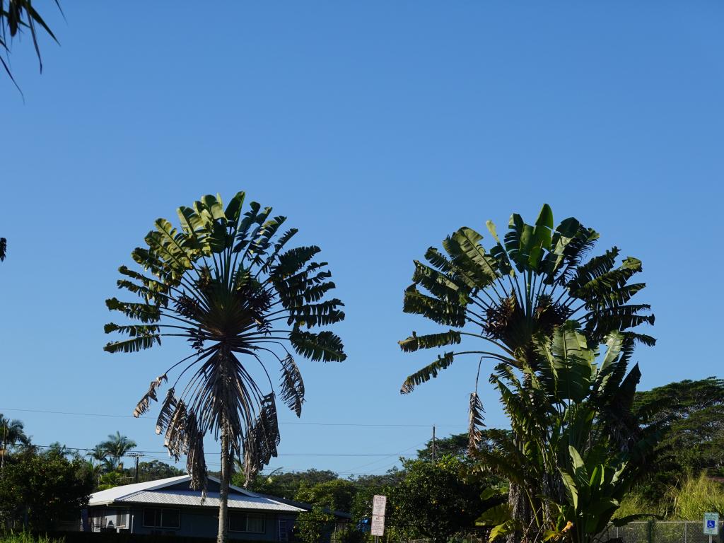 4006 - 2022217 Hawaii Big Island Day4