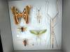 134 - 20230212 Montreal Insectarium
