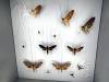 144 - 20230212 Montreal Insectarium