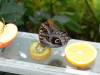 159 - 20230212 Montreal Insectarium