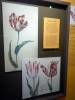 3108 - 20230301 Tulip Museum
