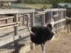8105 - 20230416 Solvang Ostrichland