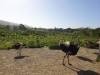 8109 - 20230416 Solvang Ostrichland