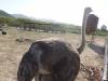 8122 - 20230416 Solvang Ostrichland