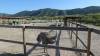 8123 - 20230416 Solvang Ostrichland