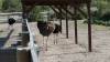 8124 - 20230416 Solvang Ostrichland