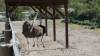 8125 - 20230416 Solvang Ostrichland