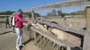 8130 - 20230416 Solvang Ostrichland