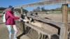 8131 - 20230416 Solvang Ostrichland