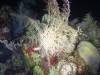 Album: Dive5-5N Half Moon Bay Wall
