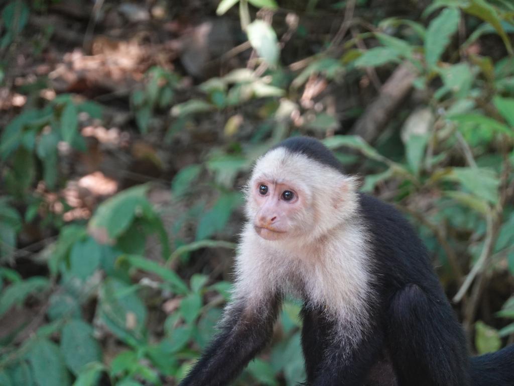 241 - 20230525 Roatan Day1 SONY