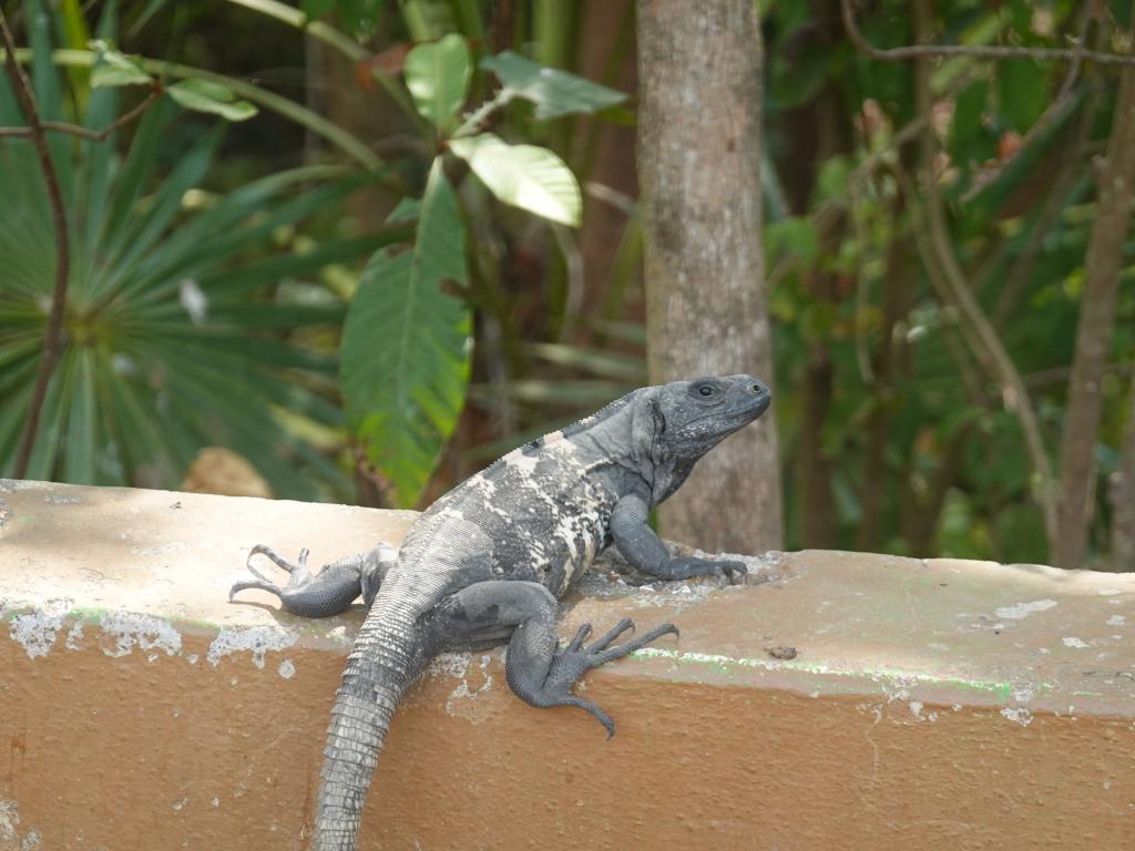 616 - 20230526 Roatan Day2 SONY