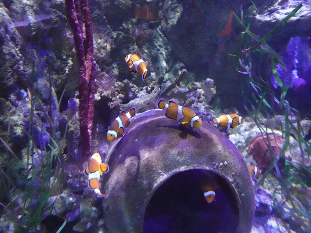 3118 - 20230621 Sea Life Scheveningen SONY