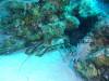 Album: Dive3-4 Magic Mushroom