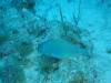 Album: Dive5-3 G-Spot