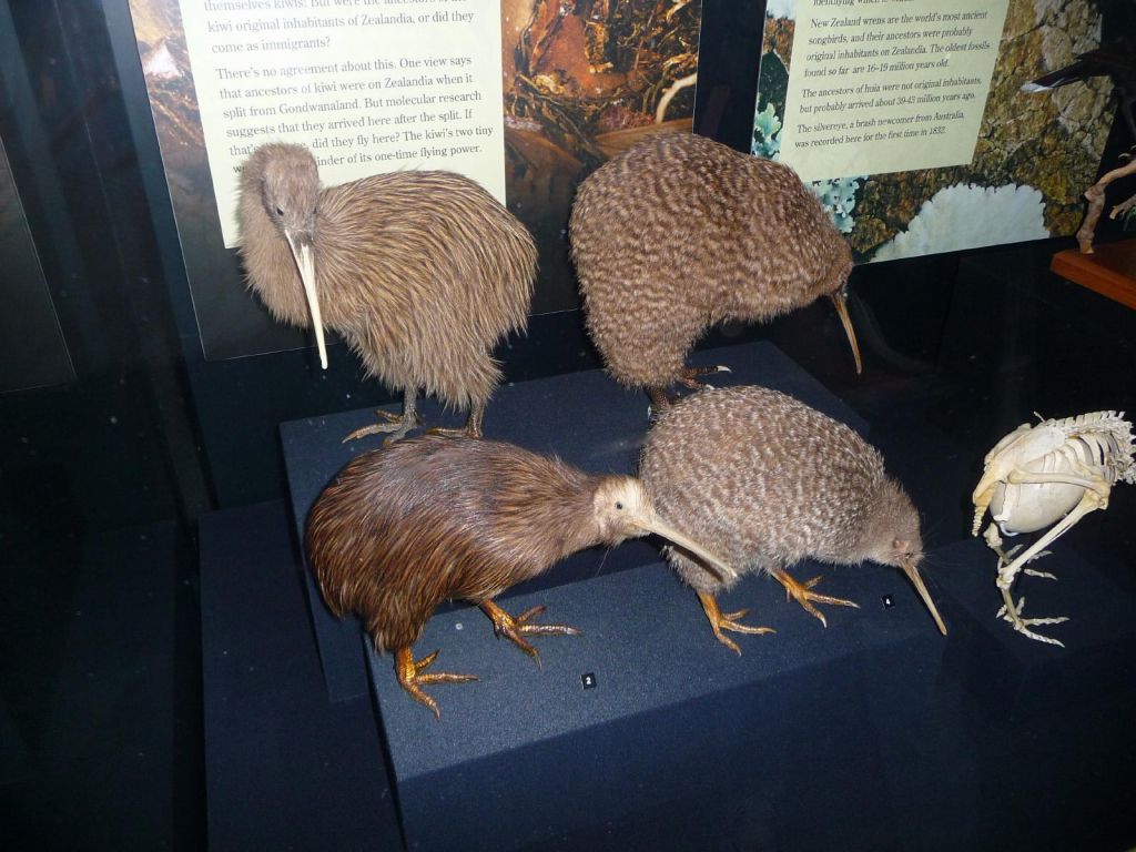 Kiwis