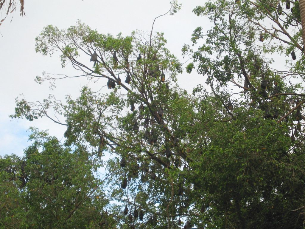 lots of bats sleeping in the trees