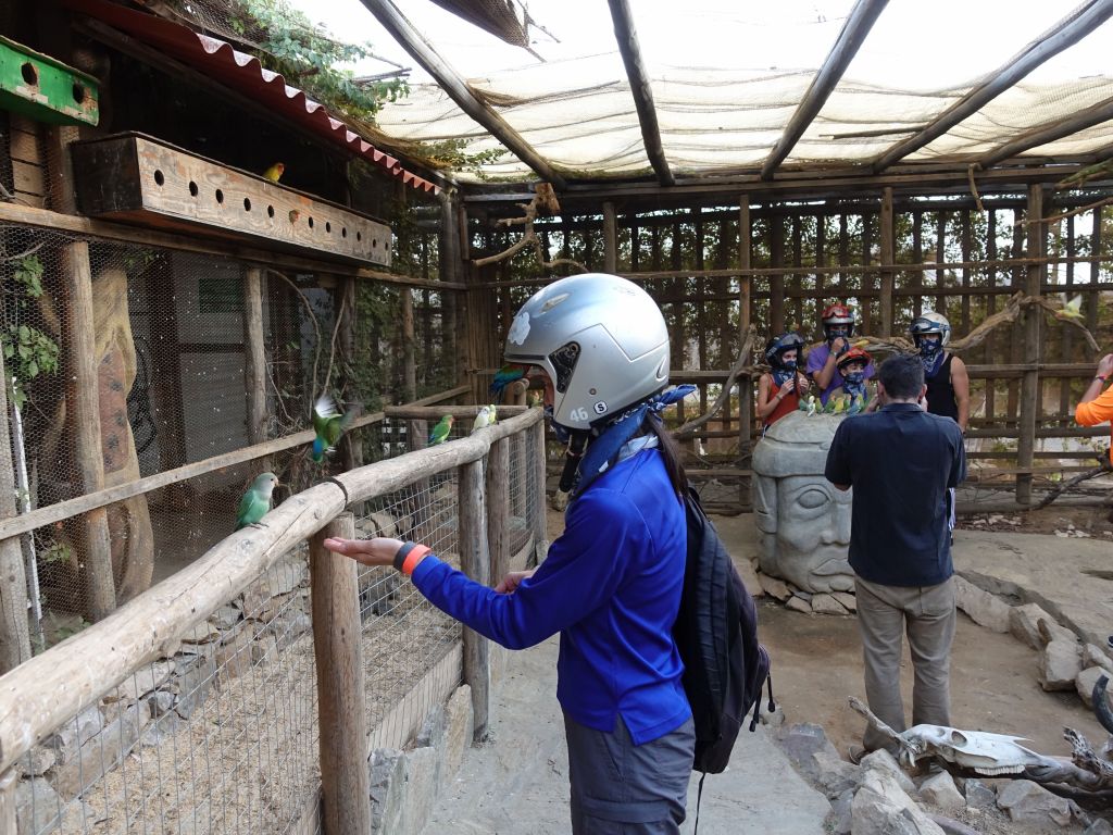 they had a small aviary with friendly small birds