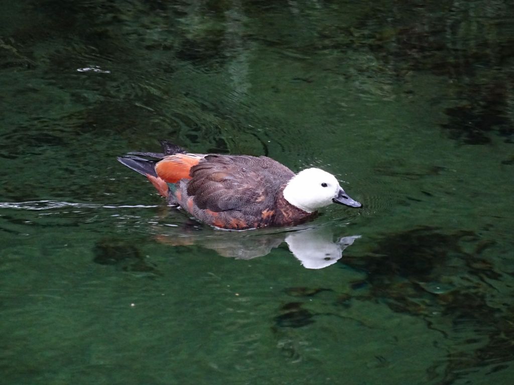 New Zealand duck, quite pretty