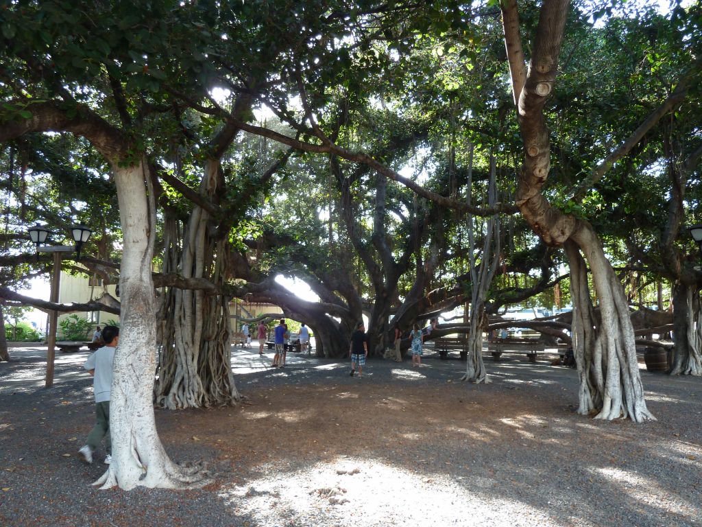 the giant tree is still unbelievable