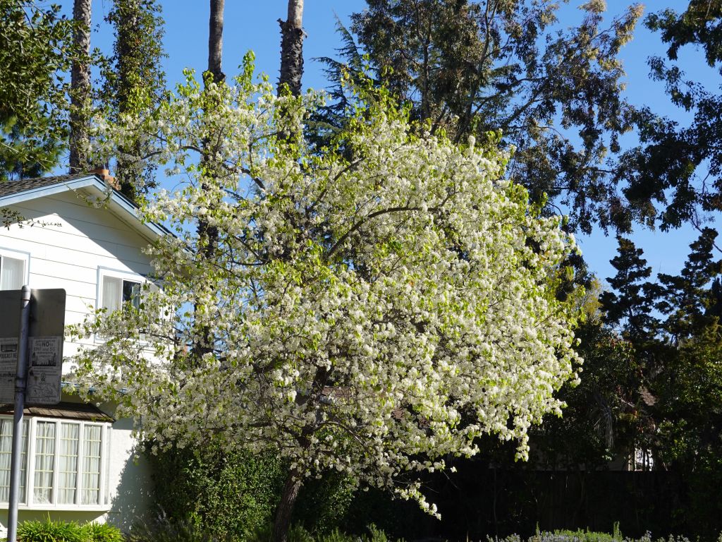 trees were blooming already, and had no idea that winter wasn't over