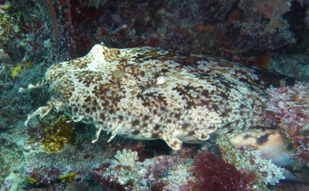 wobbegon shark