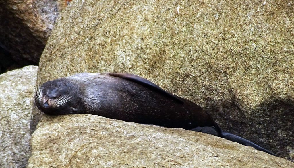 We got to see seals and sea lions