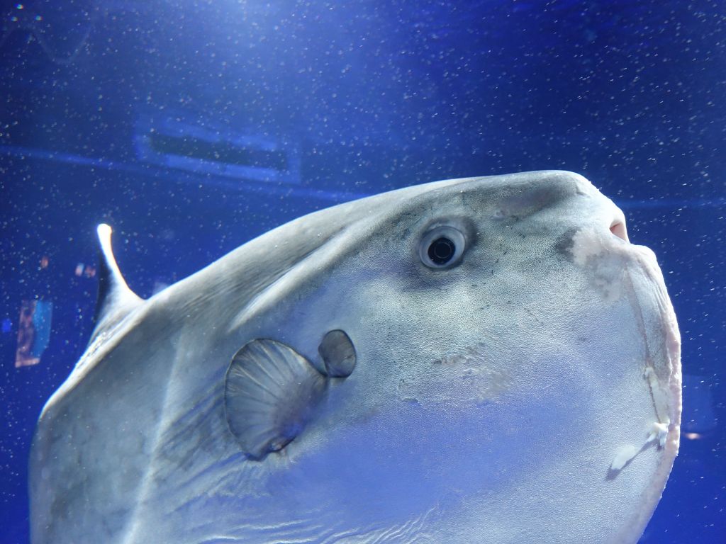 the sunfish was in a tank way too small for its size :(