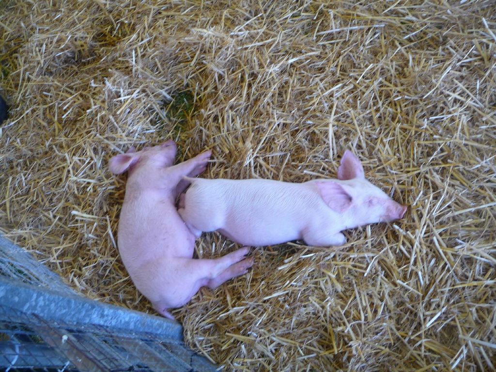 petting zoo at the fair