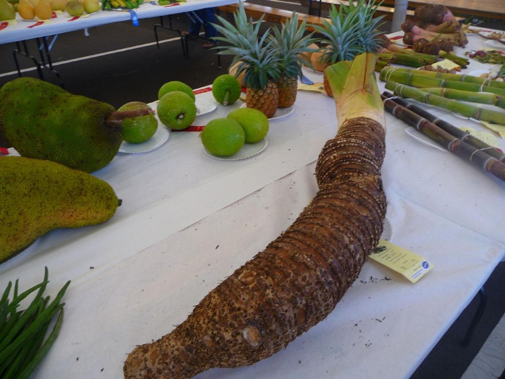 fruit and vegetable contest