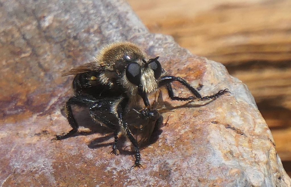 assassin fly eating an ant, had never seen that before