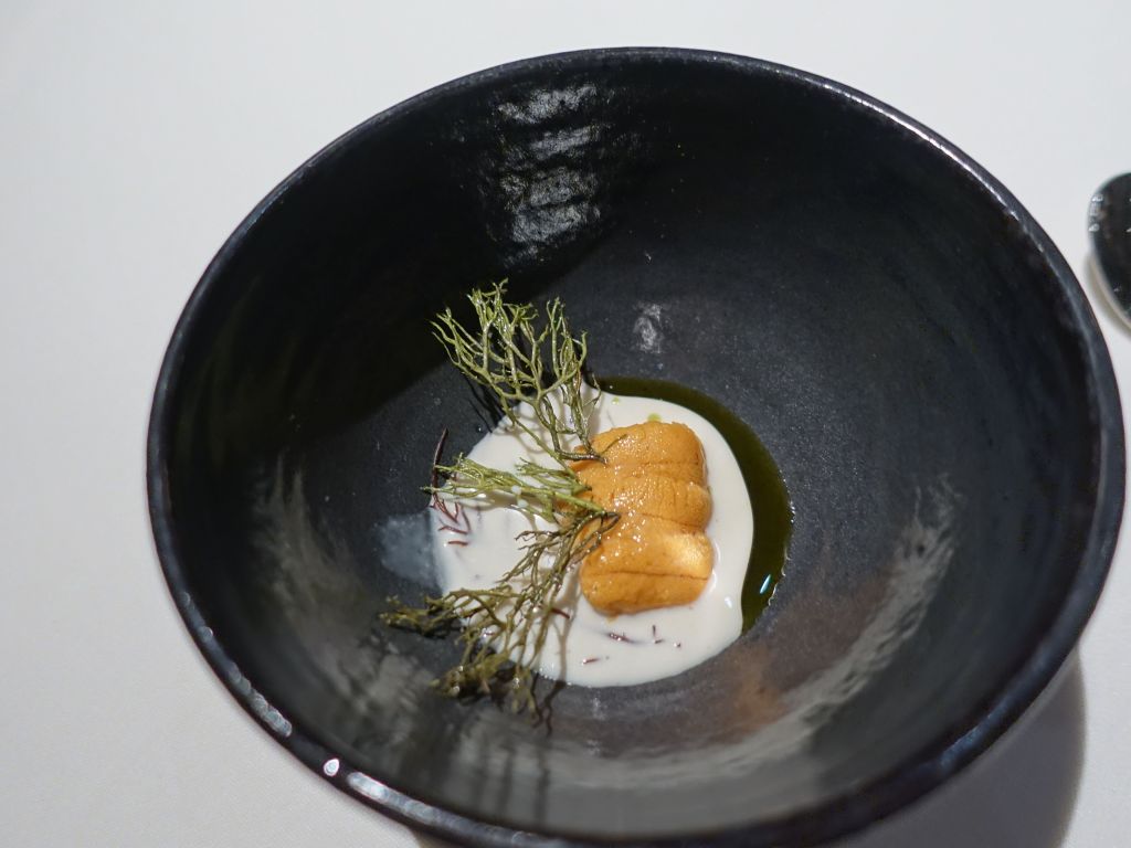 sea urchin