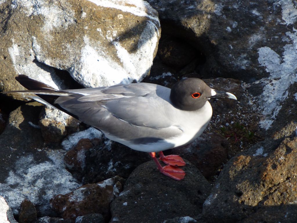 Their Seaguls look pretty