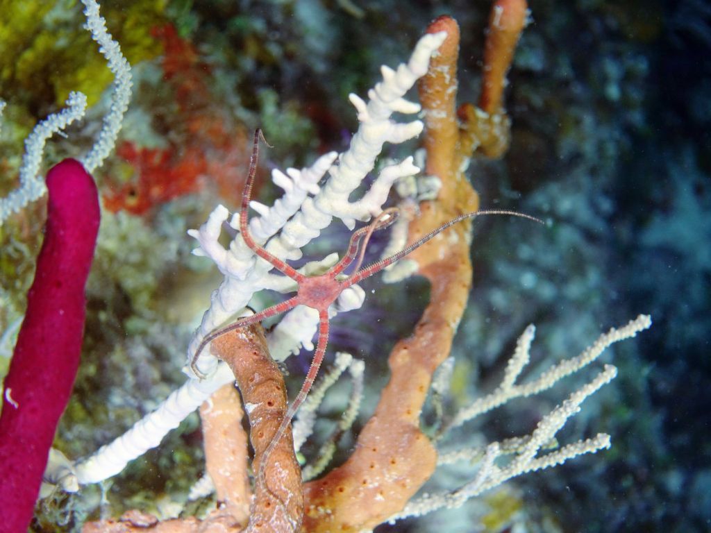 interesting starfish like animal that moved quickly