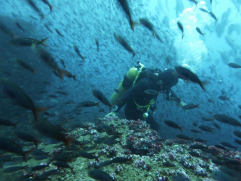 too many creole fish, visibility was bad as a result