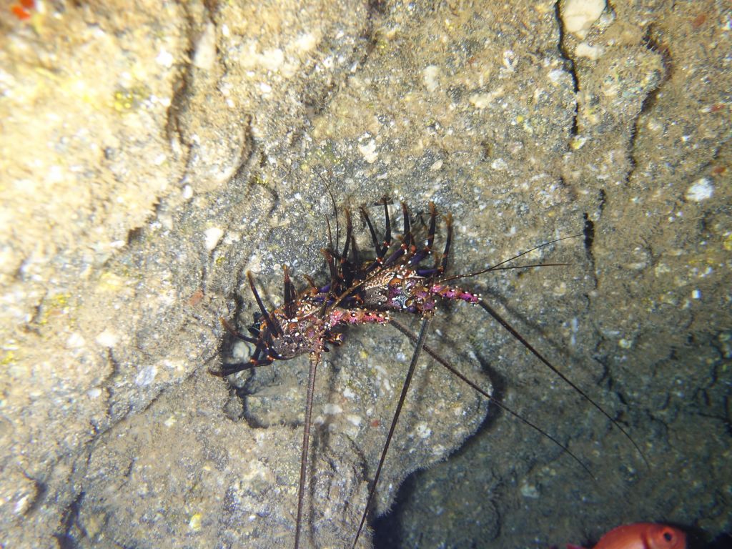 I finally found where the lobsters were hiding in Sheraton Caves, took me a while to find the spot again